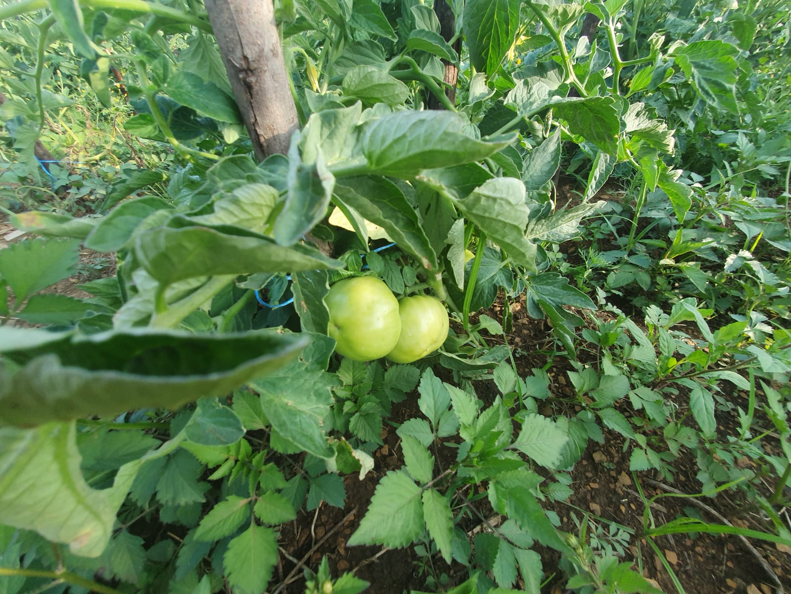 New tomato's