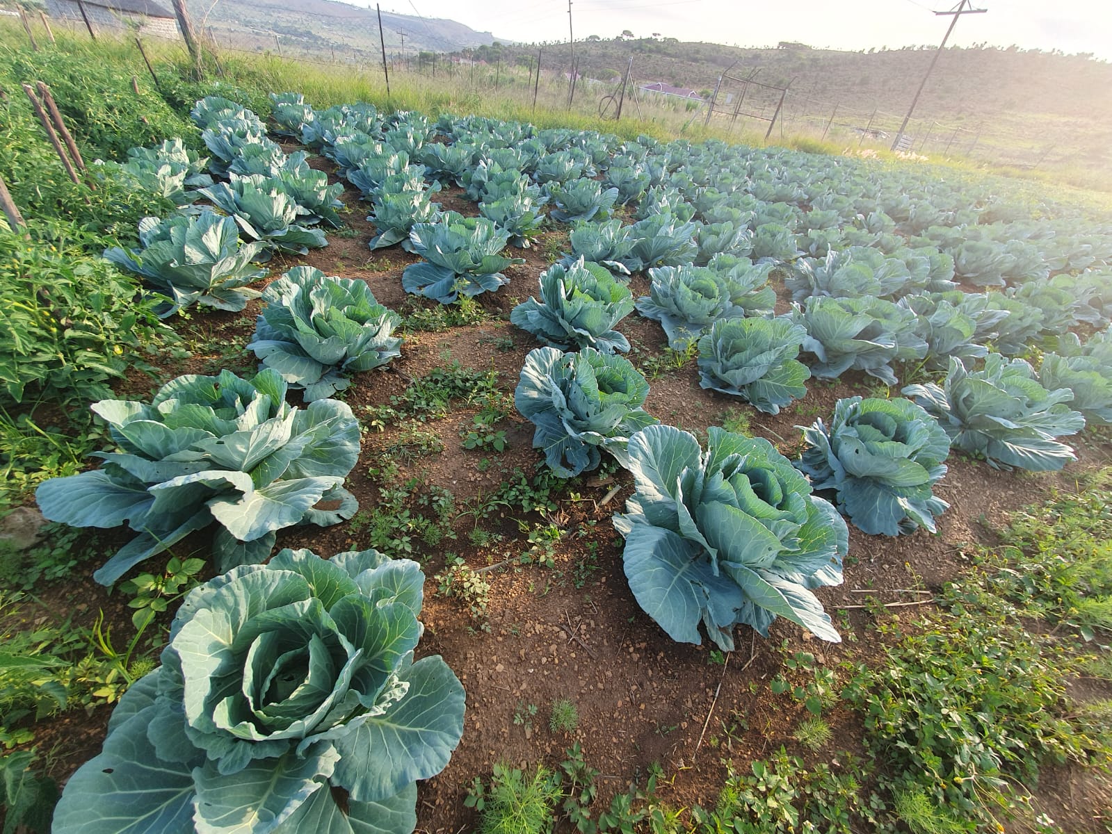 Cabbage garden
